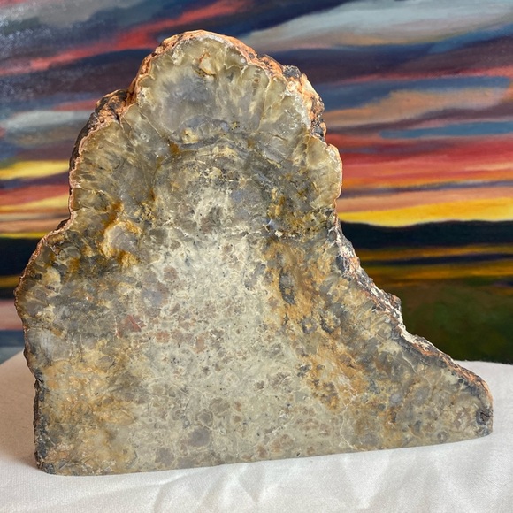 Dinosaur Coprolite Fossil - Picture 5 of 5